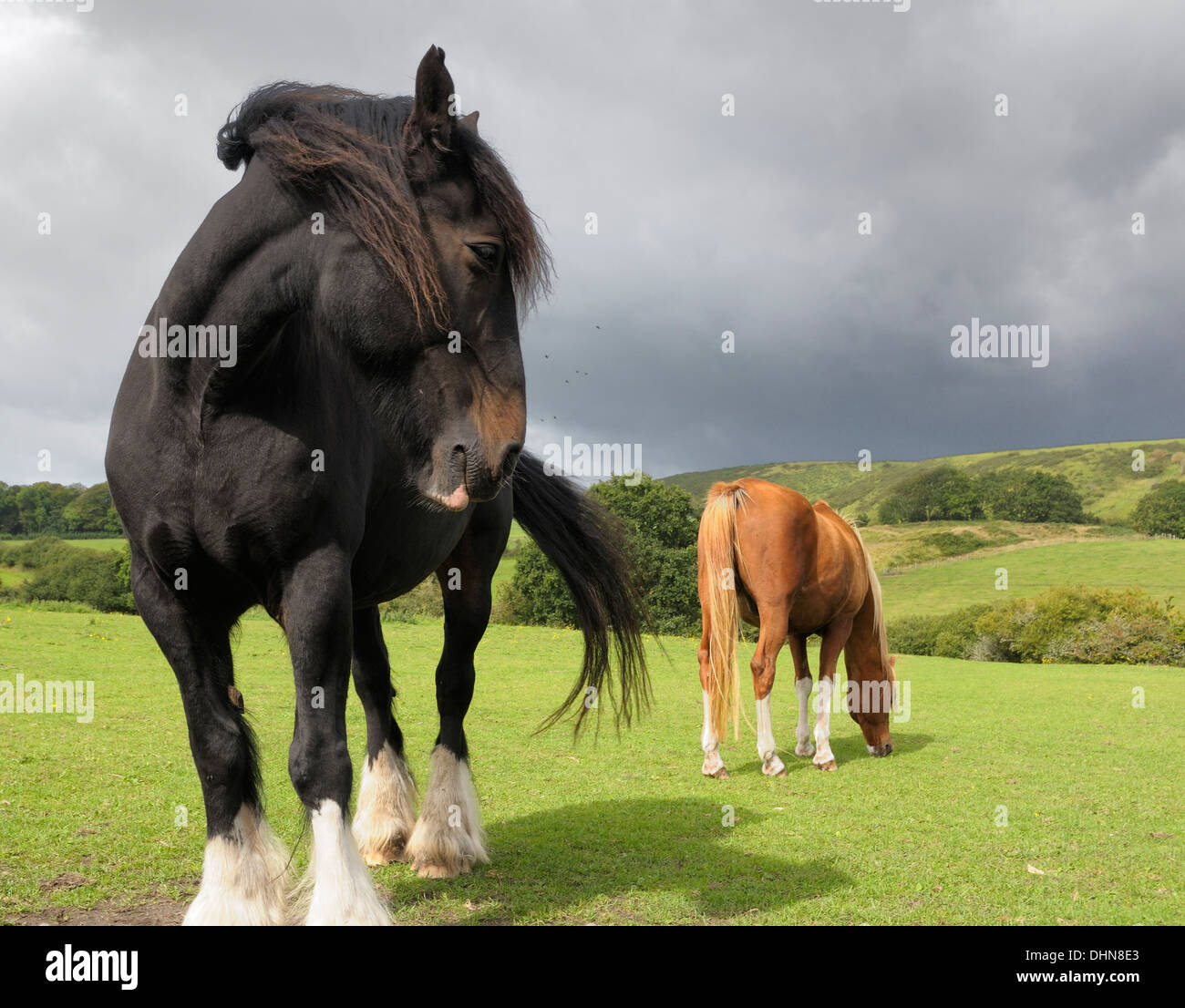 Two horses in a field in the Dorset countryside. Stock Photo