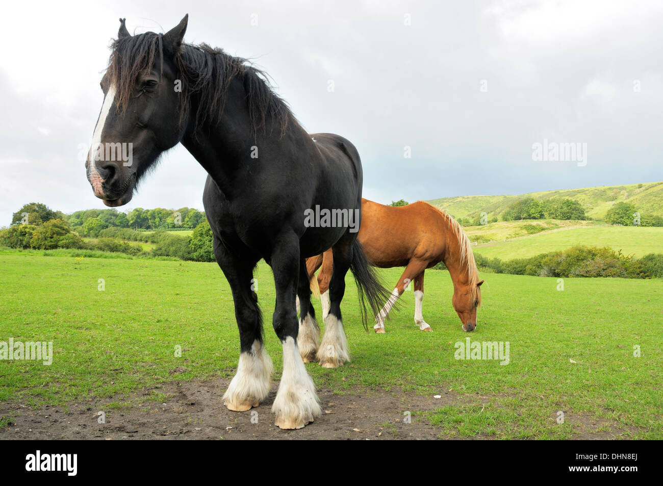 Two horses in a field in the countryside of Dorset Stock Photo