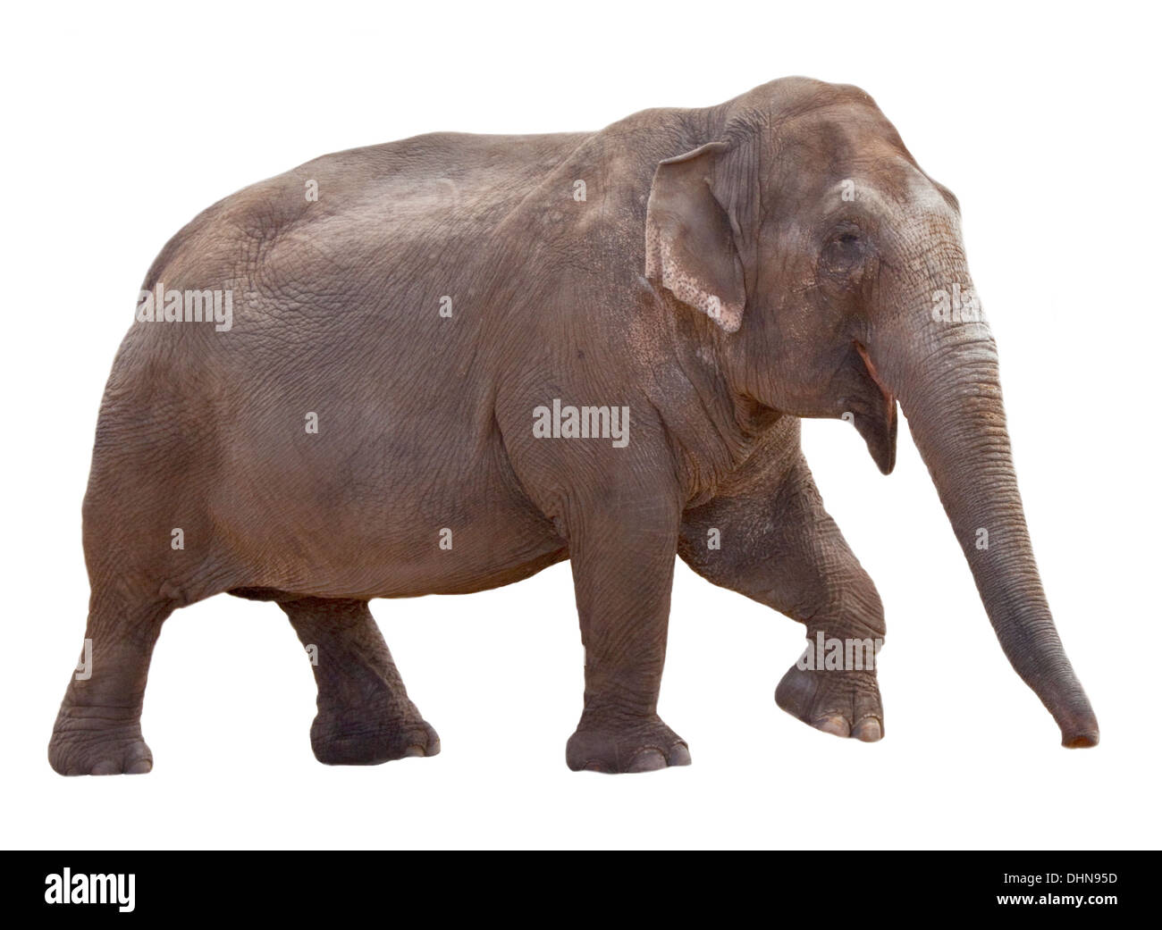 Asian Elephant (elephas maximus) cutout Stock Photo