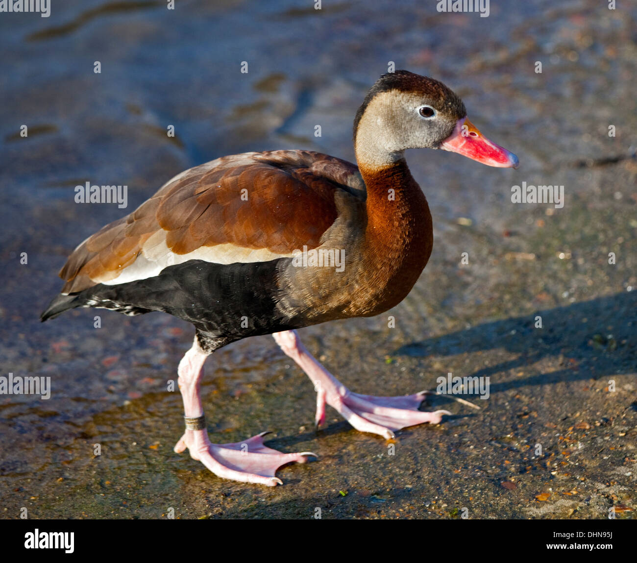 Red duck stock and images - Alamy