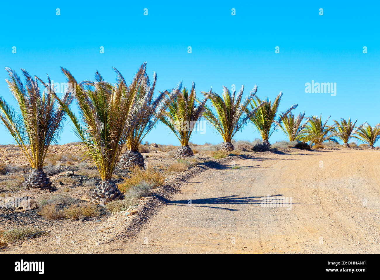 palm trees in the desert Stock Photo Alamy