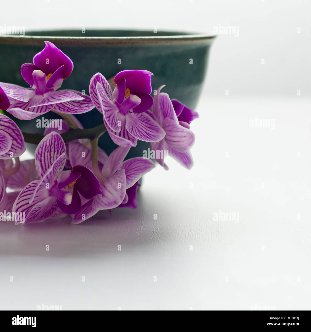 Purple orchids with tea cup Stock Photo Alamy