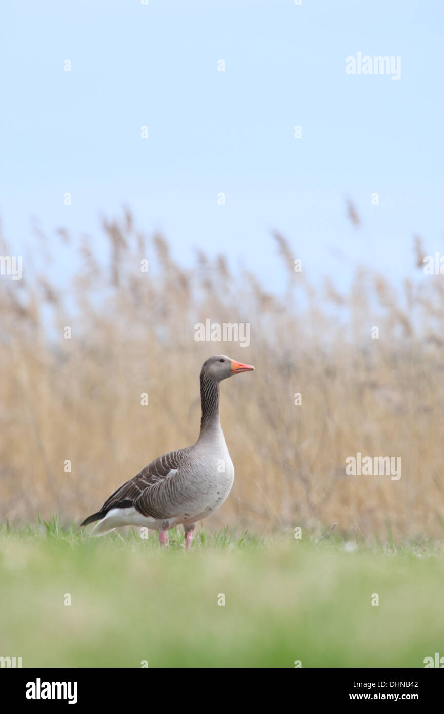 Greylag Goose (Anser anser), Europe Stock Photo