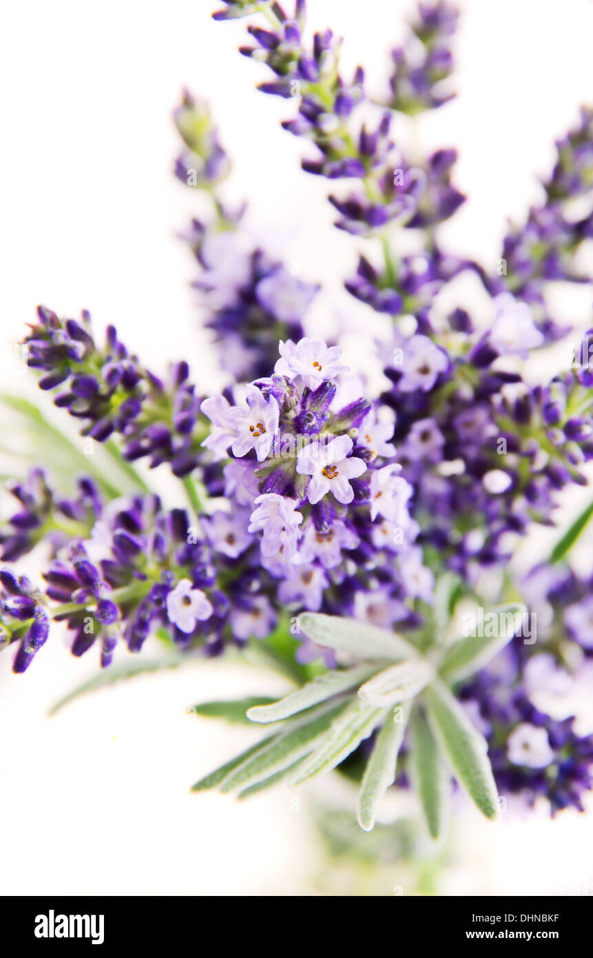 lavender flowers as close up Stock Photo