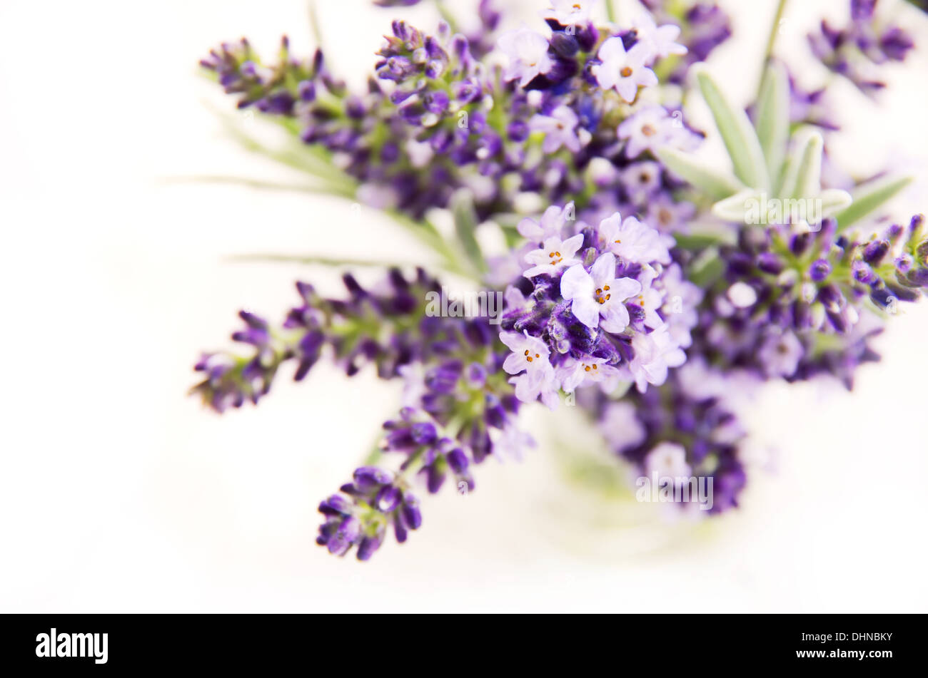 lavender Stock Photo