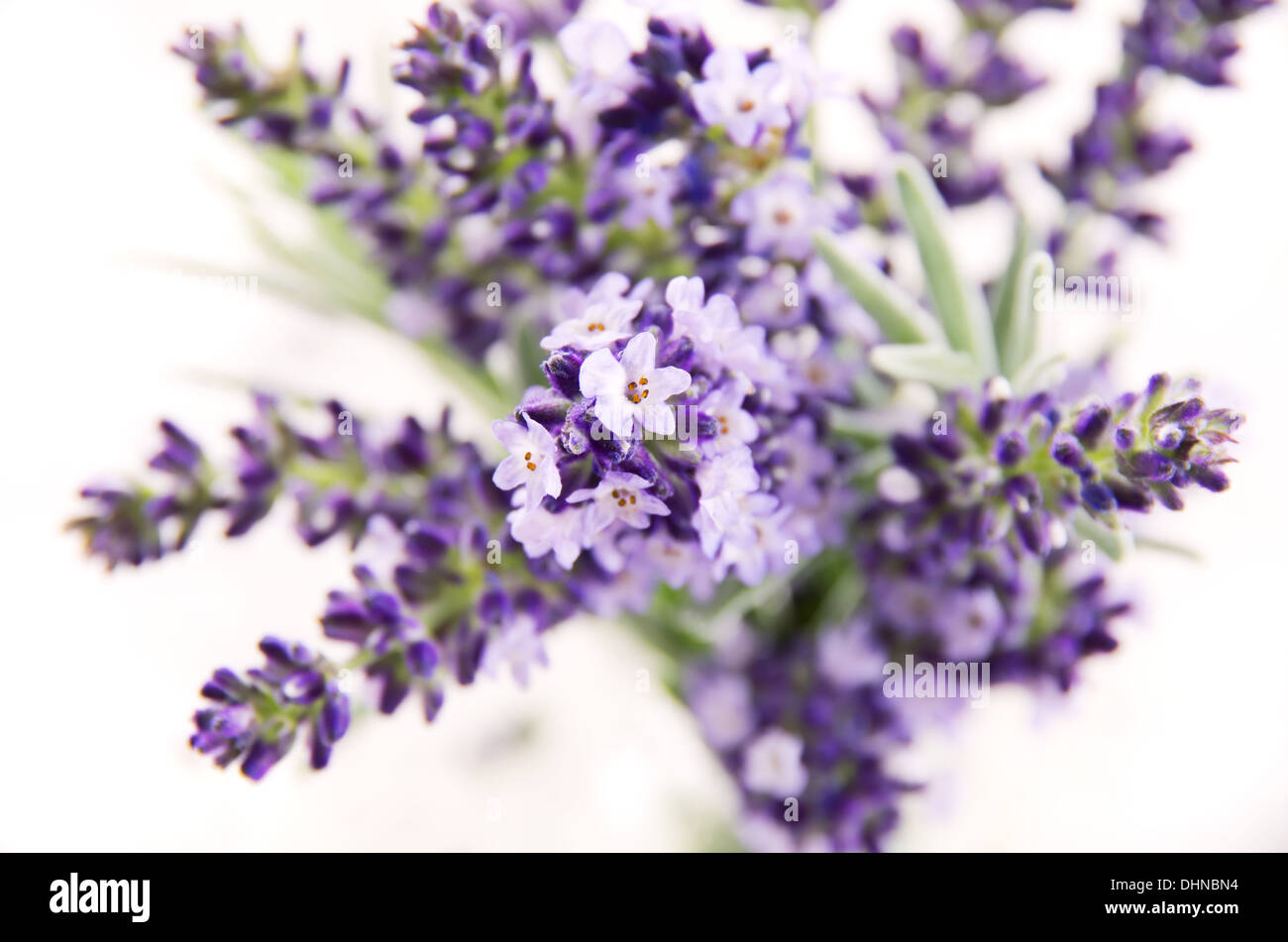 bouquet of lavender flowers Stock Photo