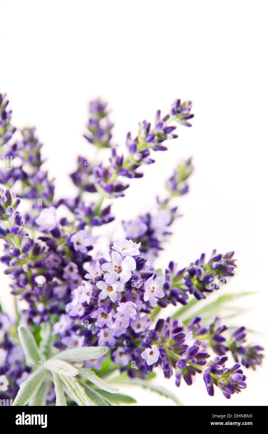 lavender flowers Stock Photo