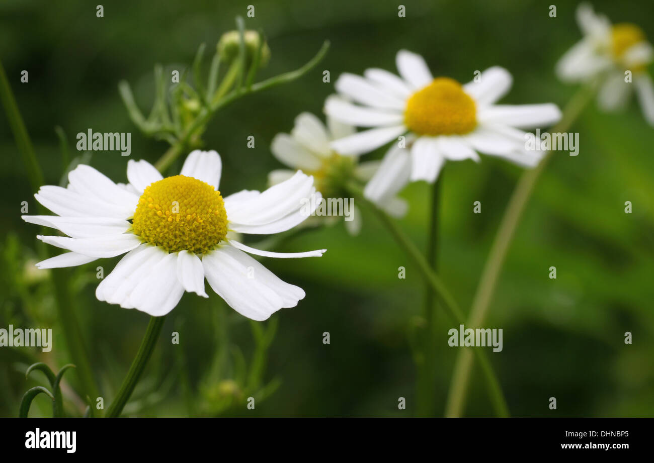 True chamomile hi-res stock photography and images - Alamy