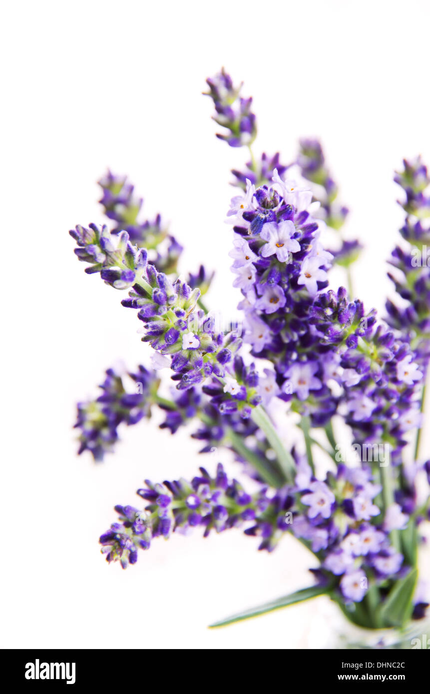 lavender flowers Stock Photo