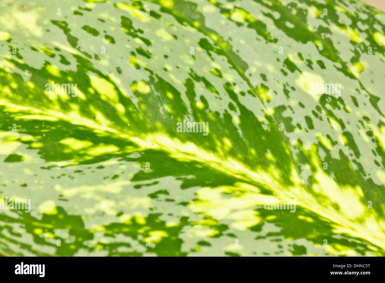 green leaf in the garden Stock Photo - Alamy