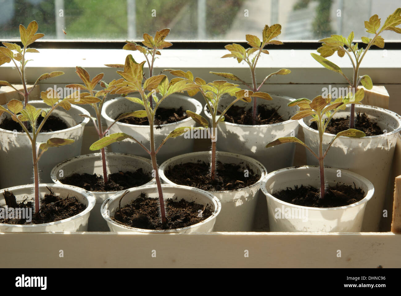 Tomato-seedlings Stock Photo