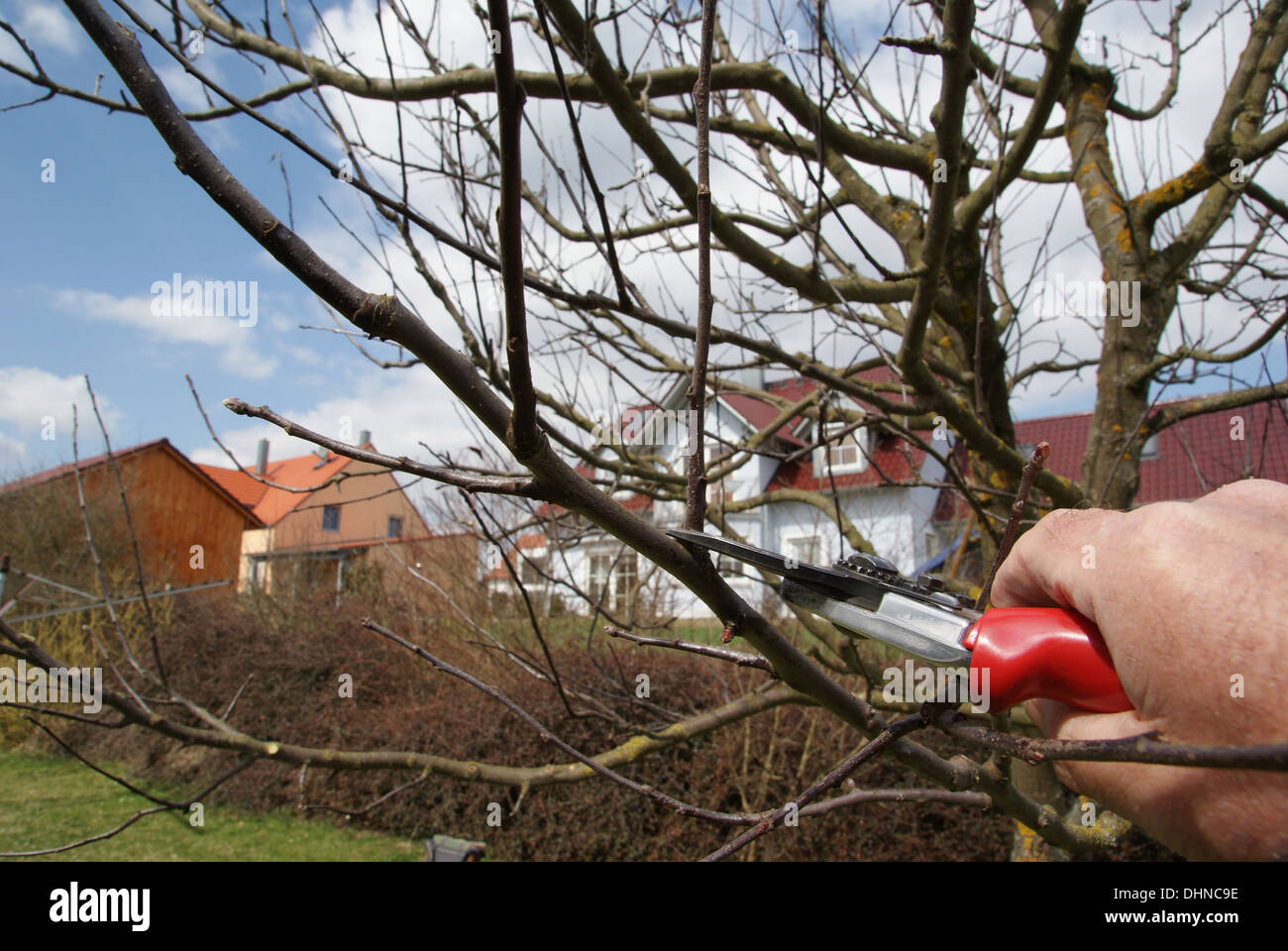 Apple tree pruning Stock Photo Alamy