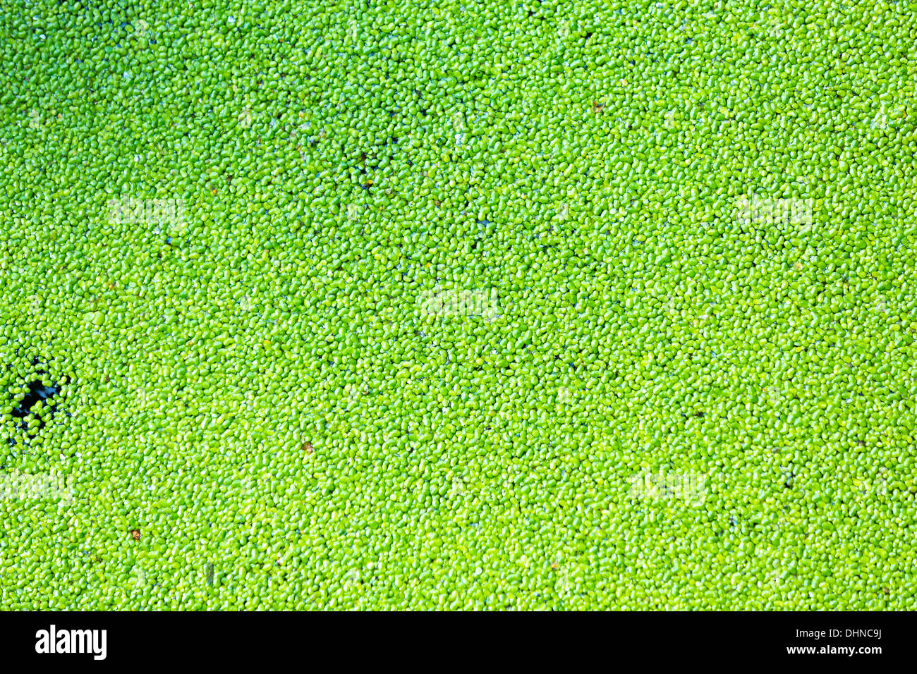 Duckweed on the surface of the pond water Stock Photo