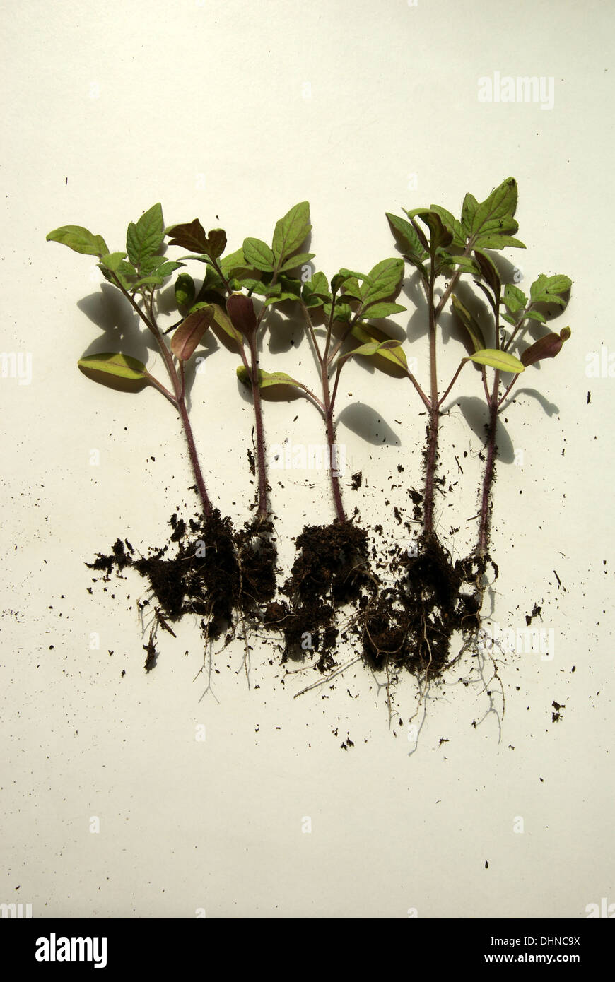 Tomato-seedlings Stock Photo