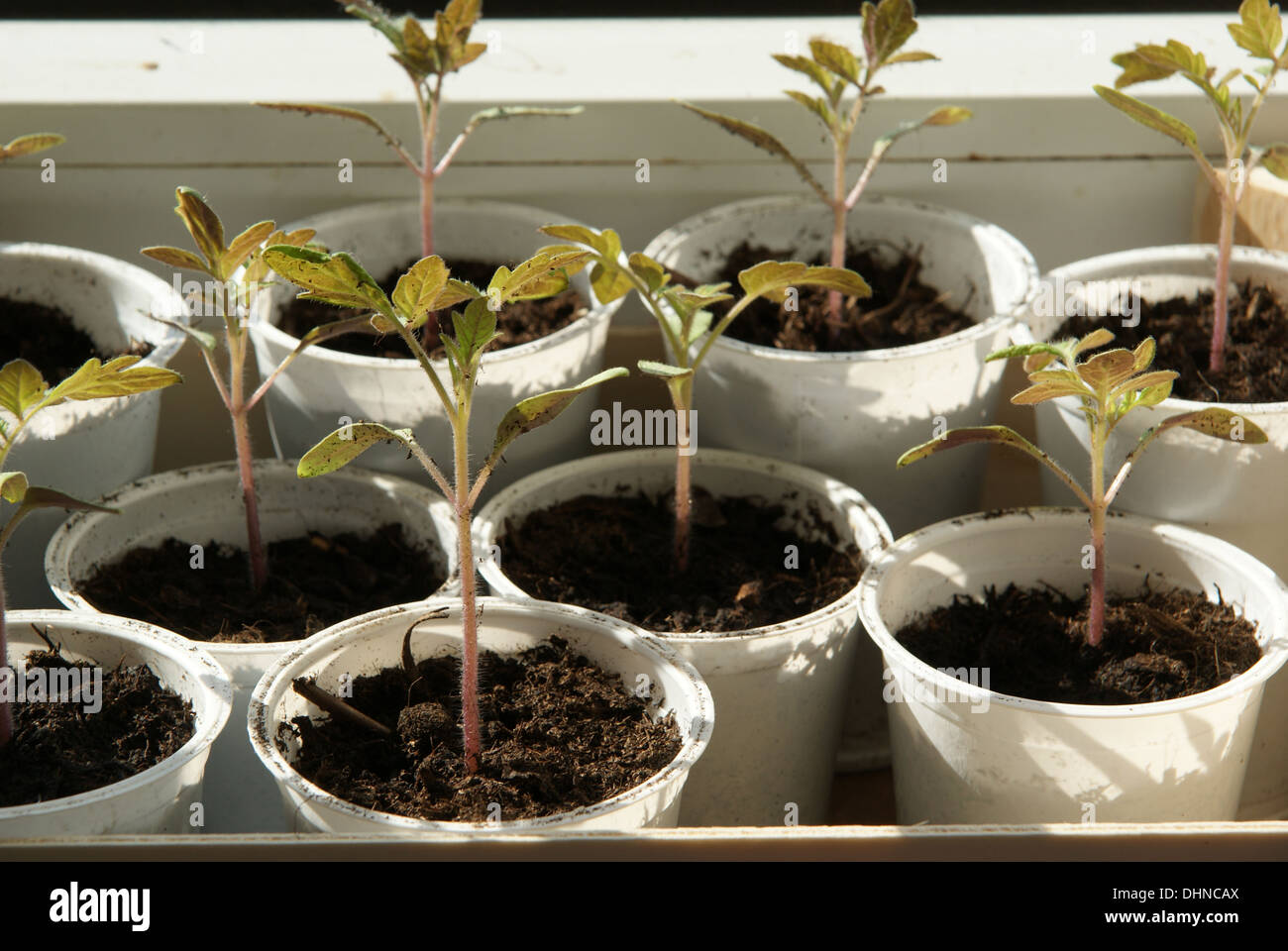 Tomato-seedlings Stock Photo