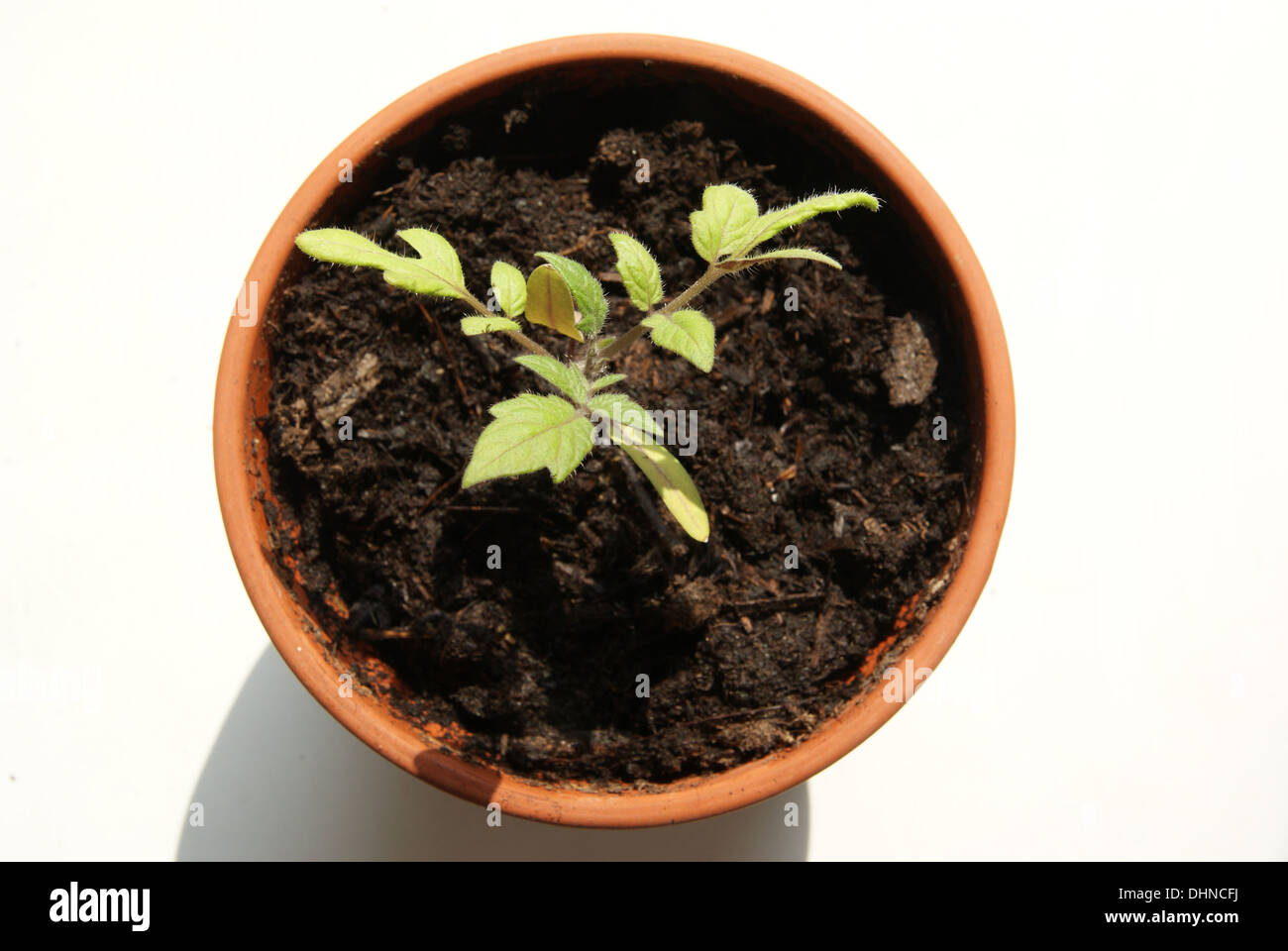Tomato-seedling Stock Photo