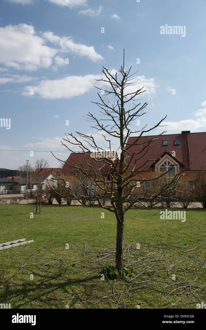 Apple tree after pruning Stock Photo