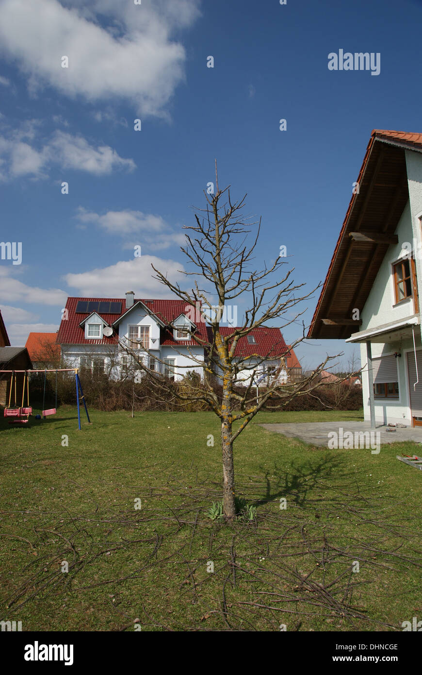 Apple tree after pruning Stock Photo