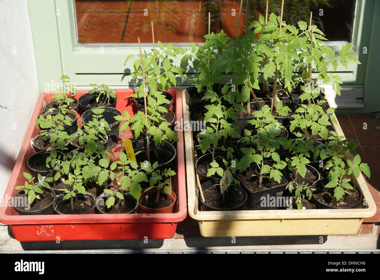 Tomato-Seedlings Stock Photo