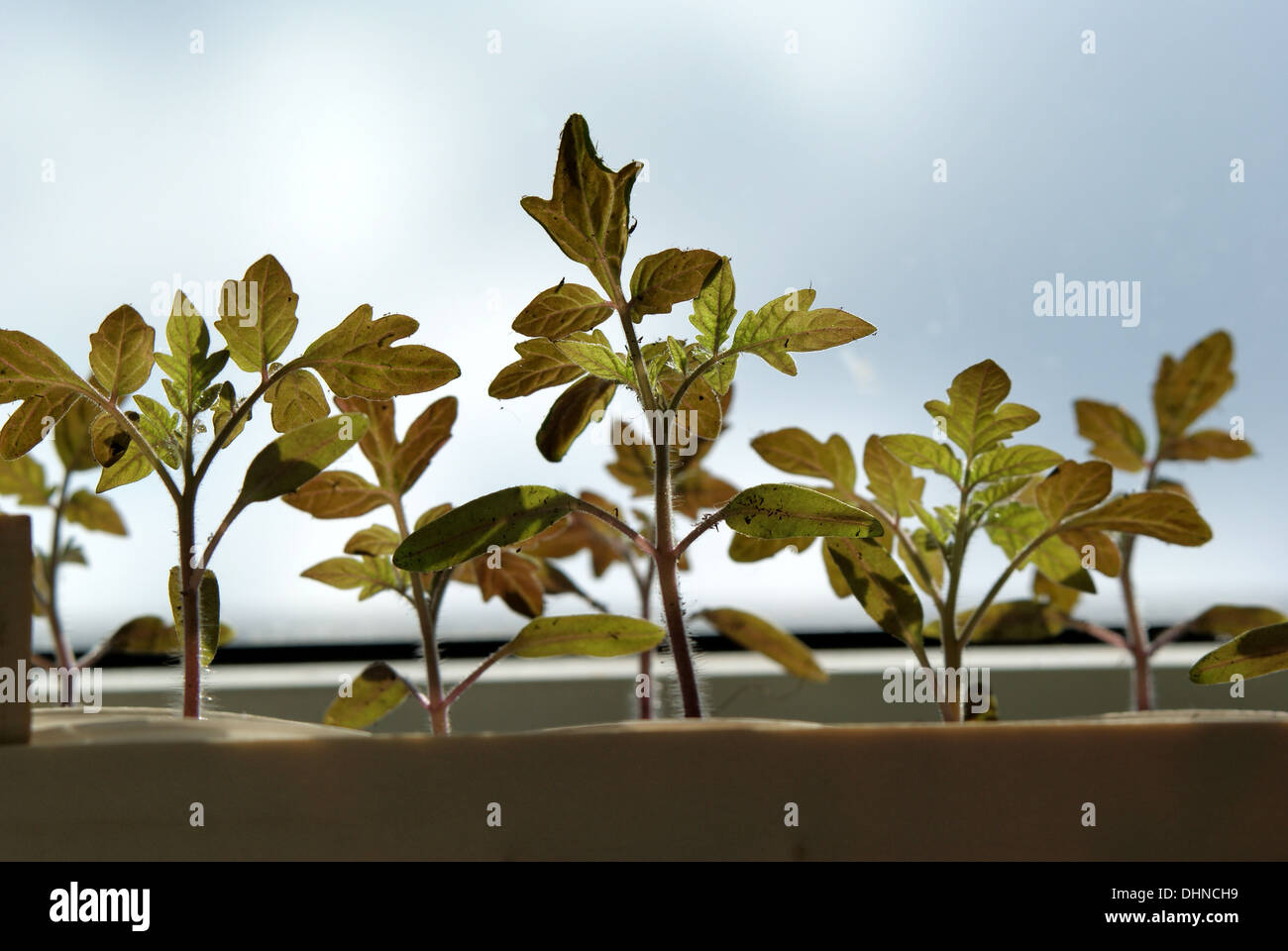 Tomato-seedlings Stock Photo