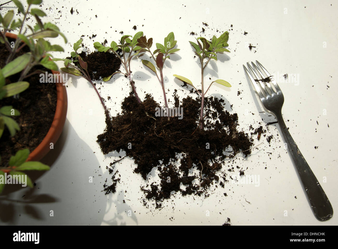 Tomato-seedlings Stock Photo