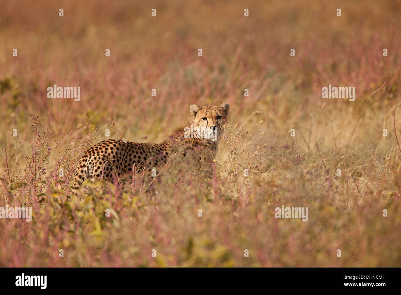 Cheetah in High Grass and Flowers, Tanzania, Serengeti Stock Photo