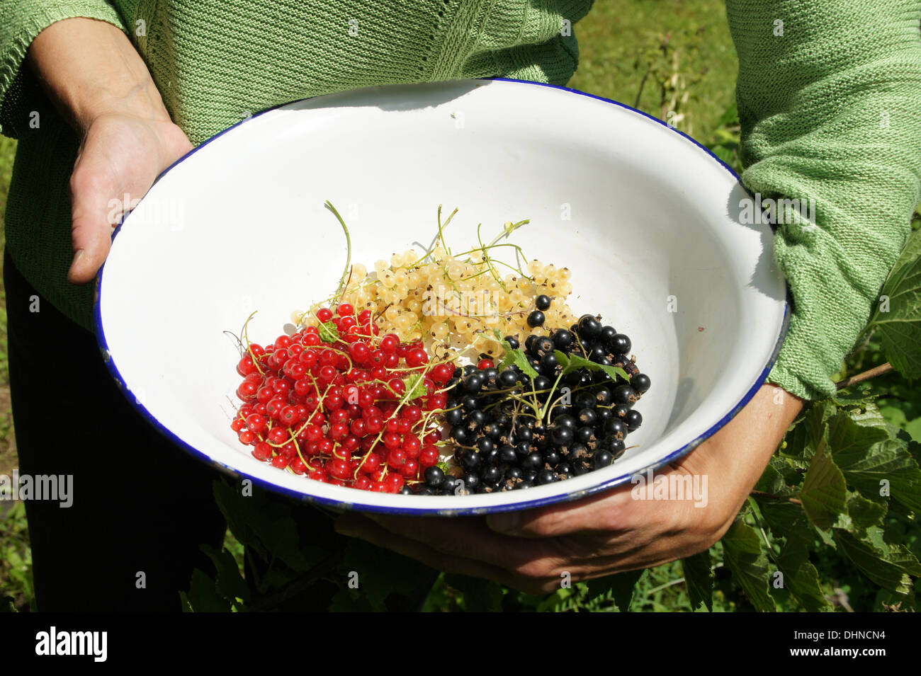 Ripe currant berries Stock Photo