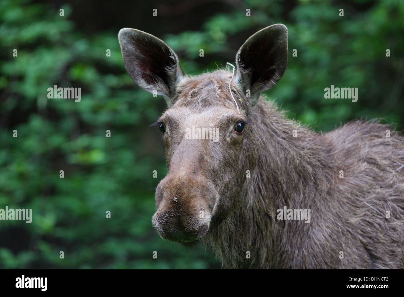 Portrait of an young European Elk (Alces alces), Estonia Stock Photo