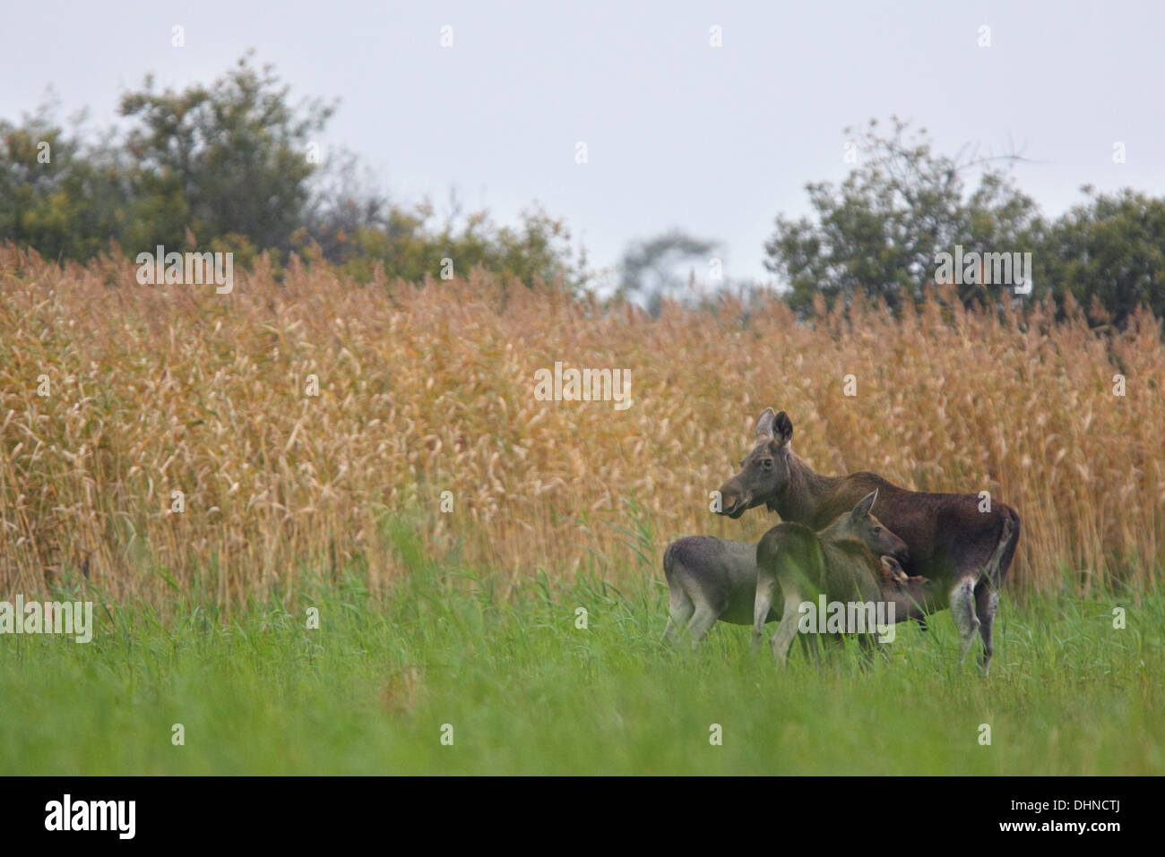 Wild Female Elk (Alces alces) with calves at floodplain. Europe Stock Photo