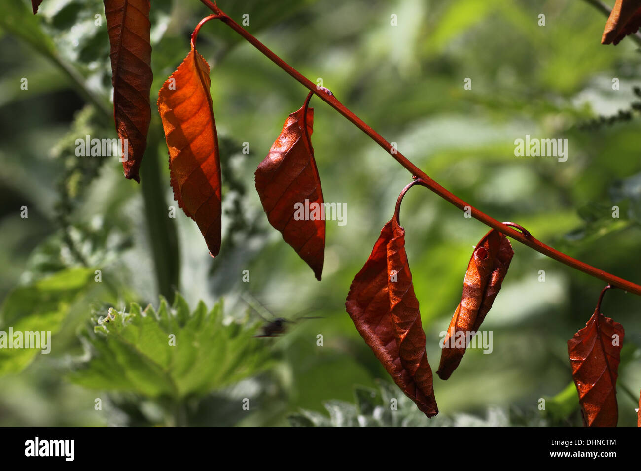withered leaves Stock Photo