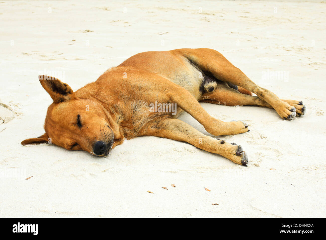 Sleeping dog on sand beach Stock Photo