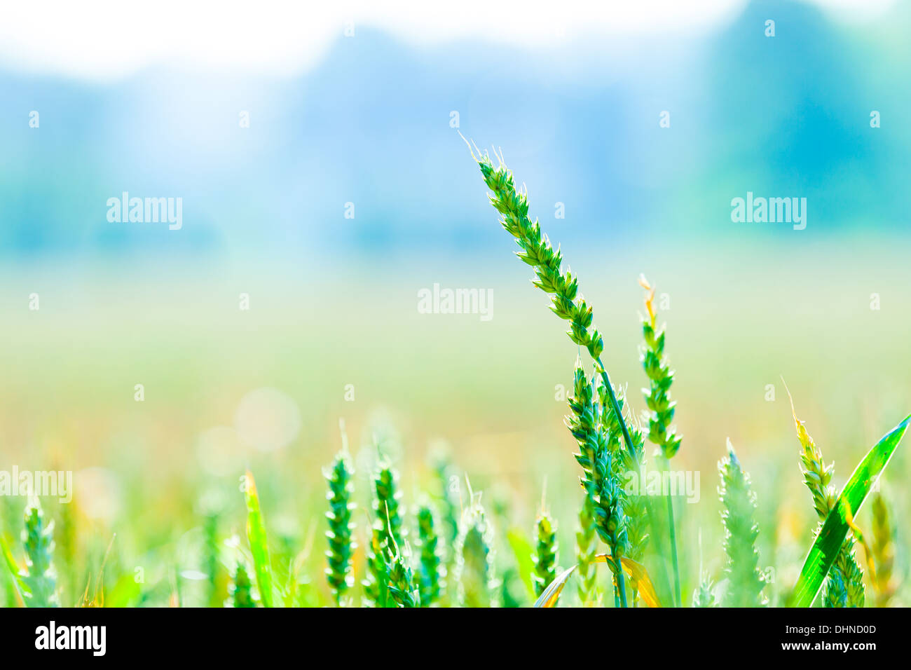 ear with wheat field in the morning, soft focus Stock Photo