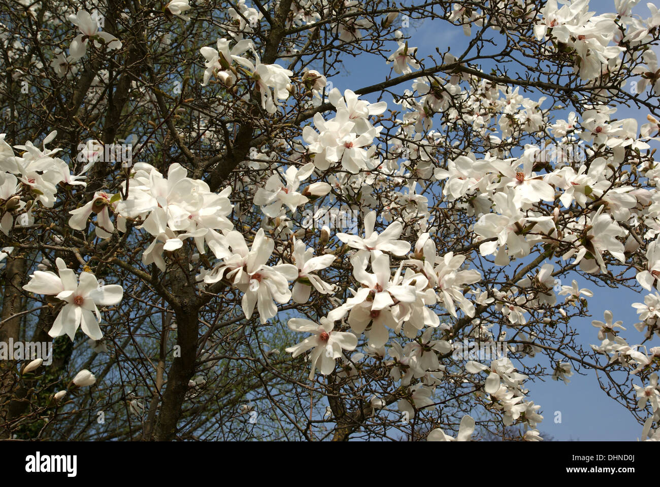 Magnolia kobus x M. stellata Stock Photo