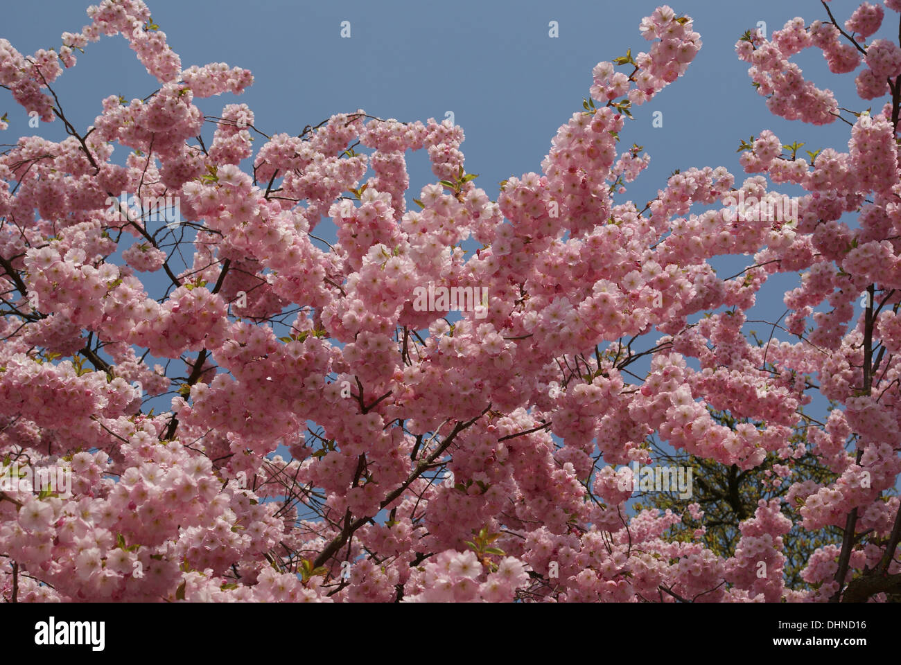 Flowering cherry Stock Photo