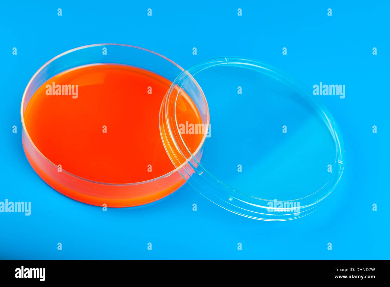 petri dishes with Microbiological culture Stock Photo Alamy