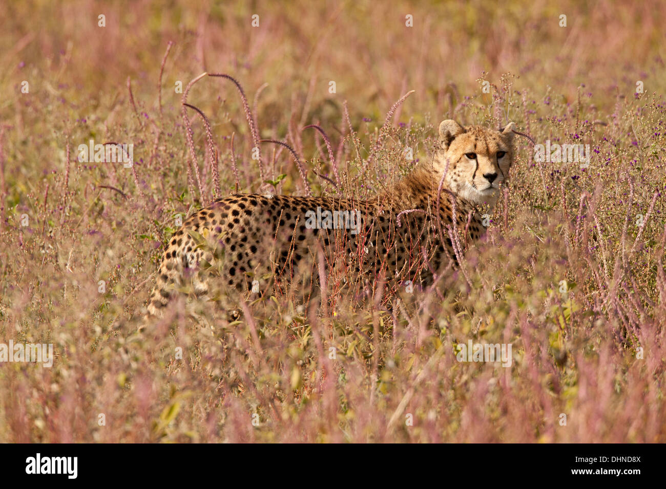 Cheetah in High Grass and Flowers, Tanzania, Serengeti Stock Photo