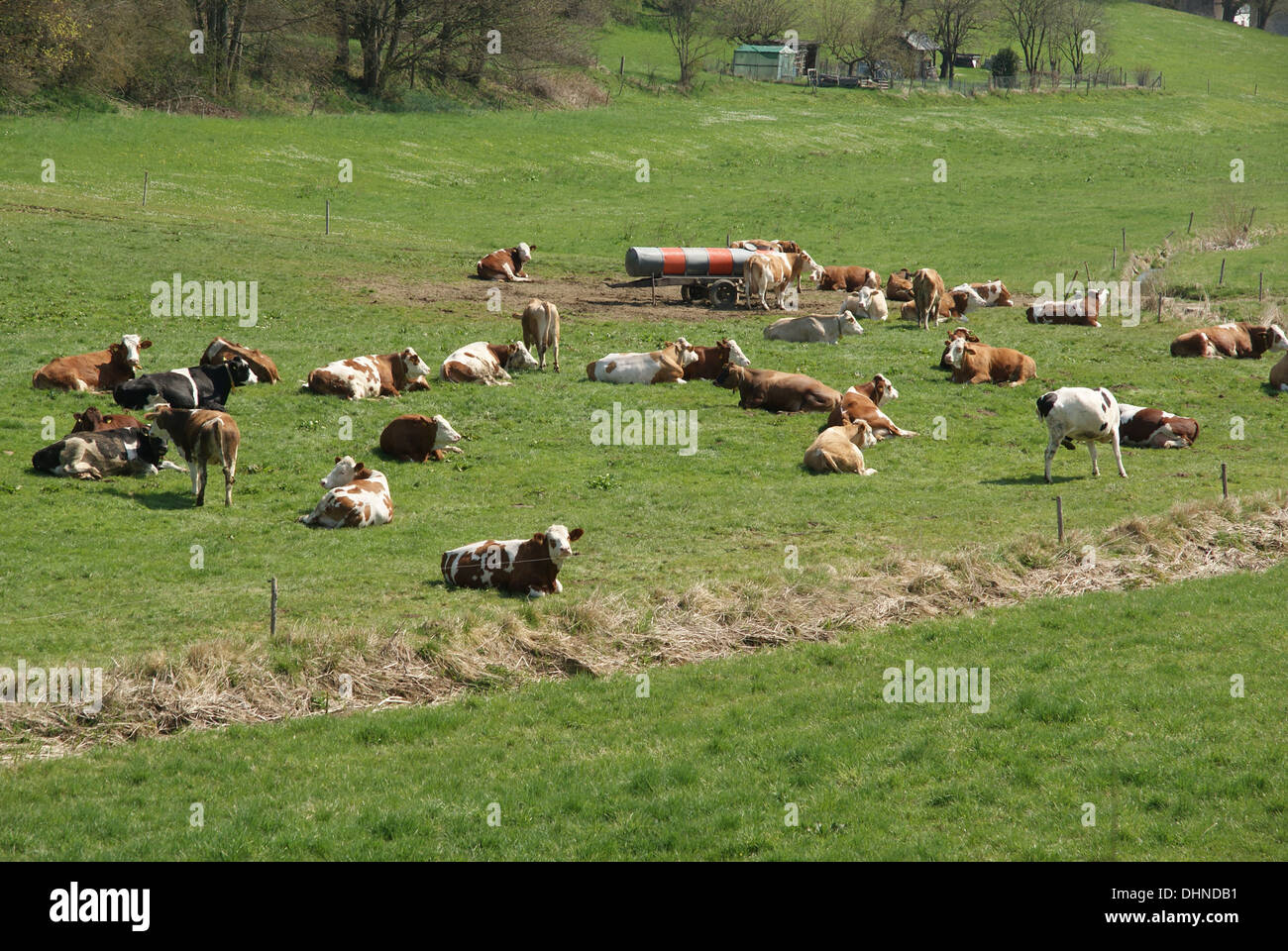 Cattle hi-res stock photography and images - Alamy