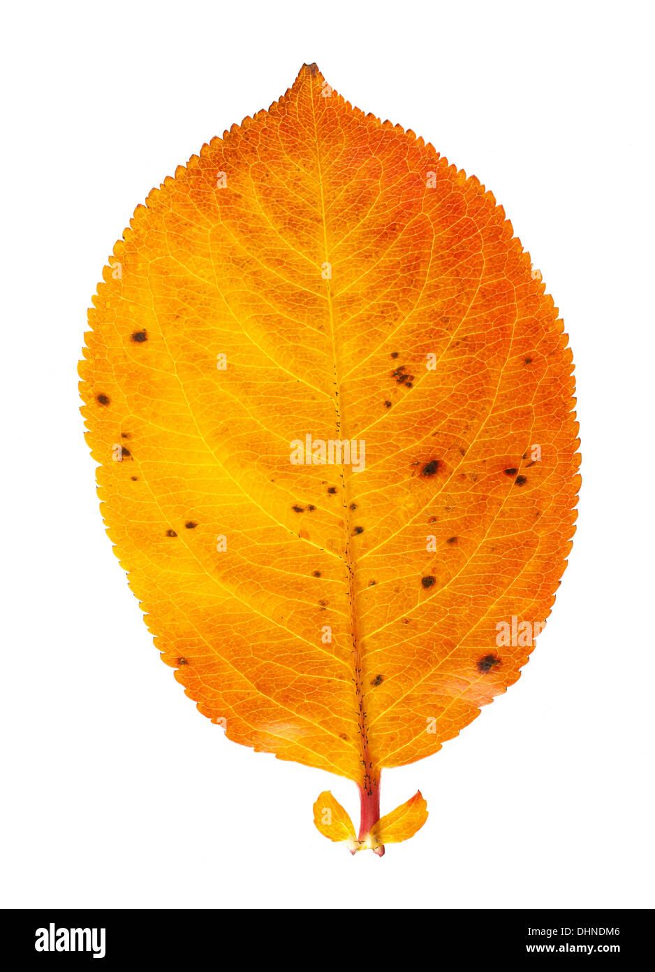 Autumn leaf colors Stock Photo