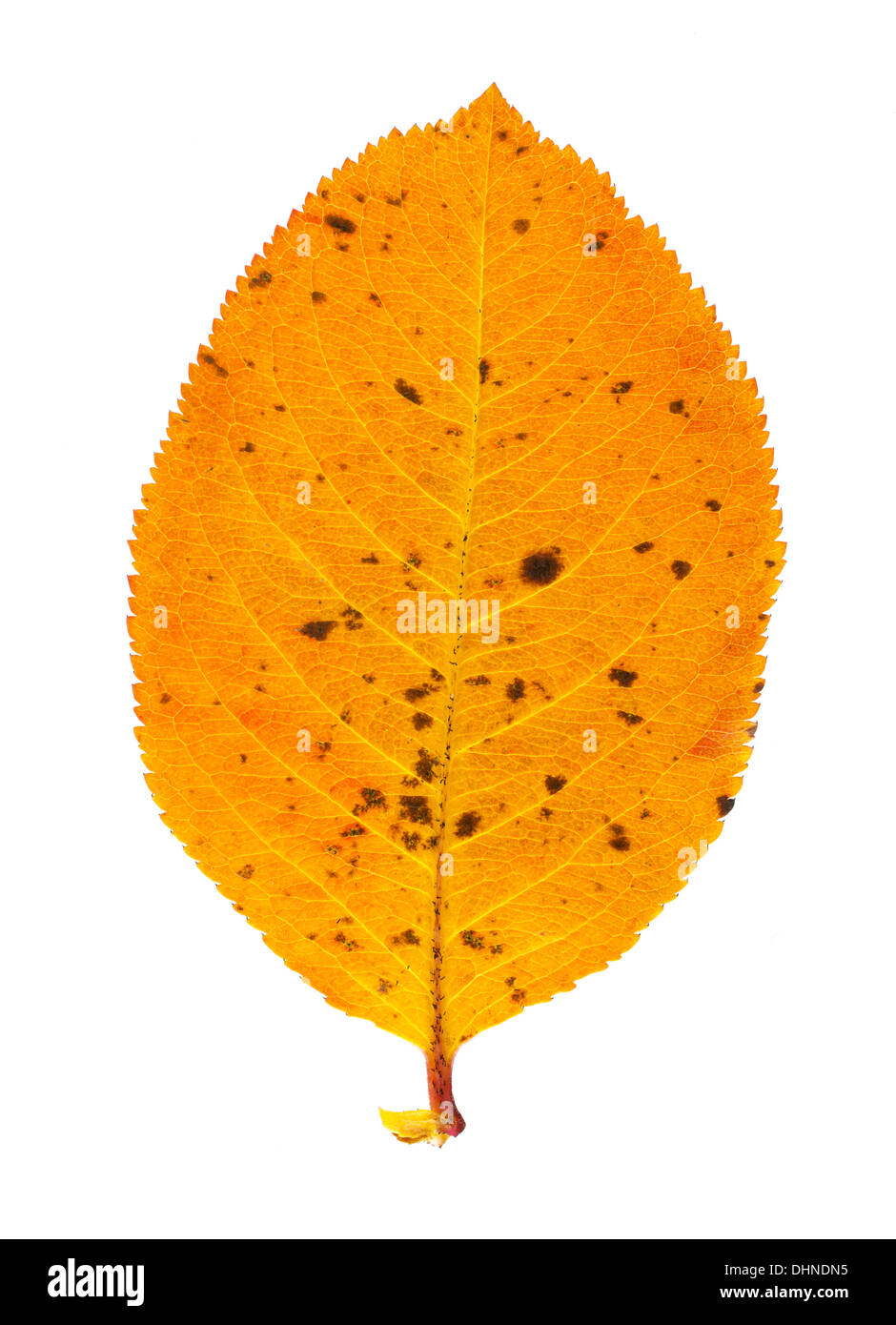 Autumn leaf colors Stock Photo