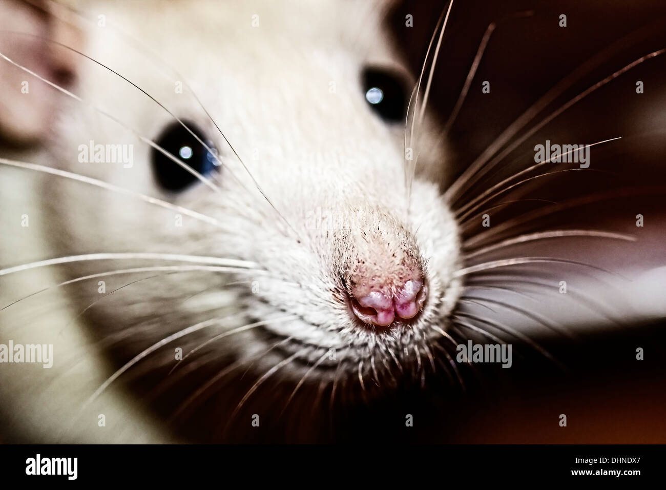 closeub of a white rats nose looking in to the camera Stock Photo