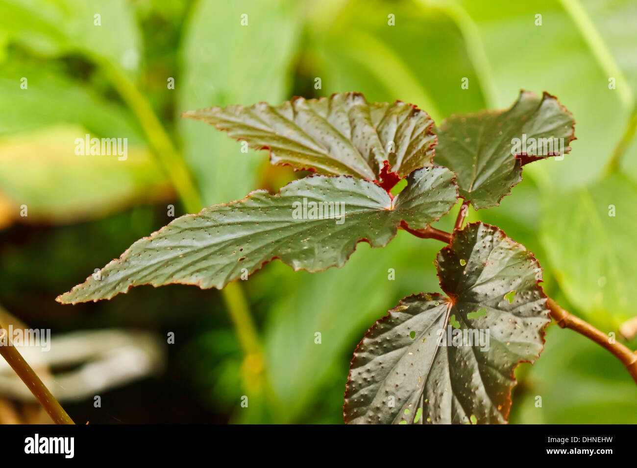 green leaf in the garden Stock Photo - Alamy