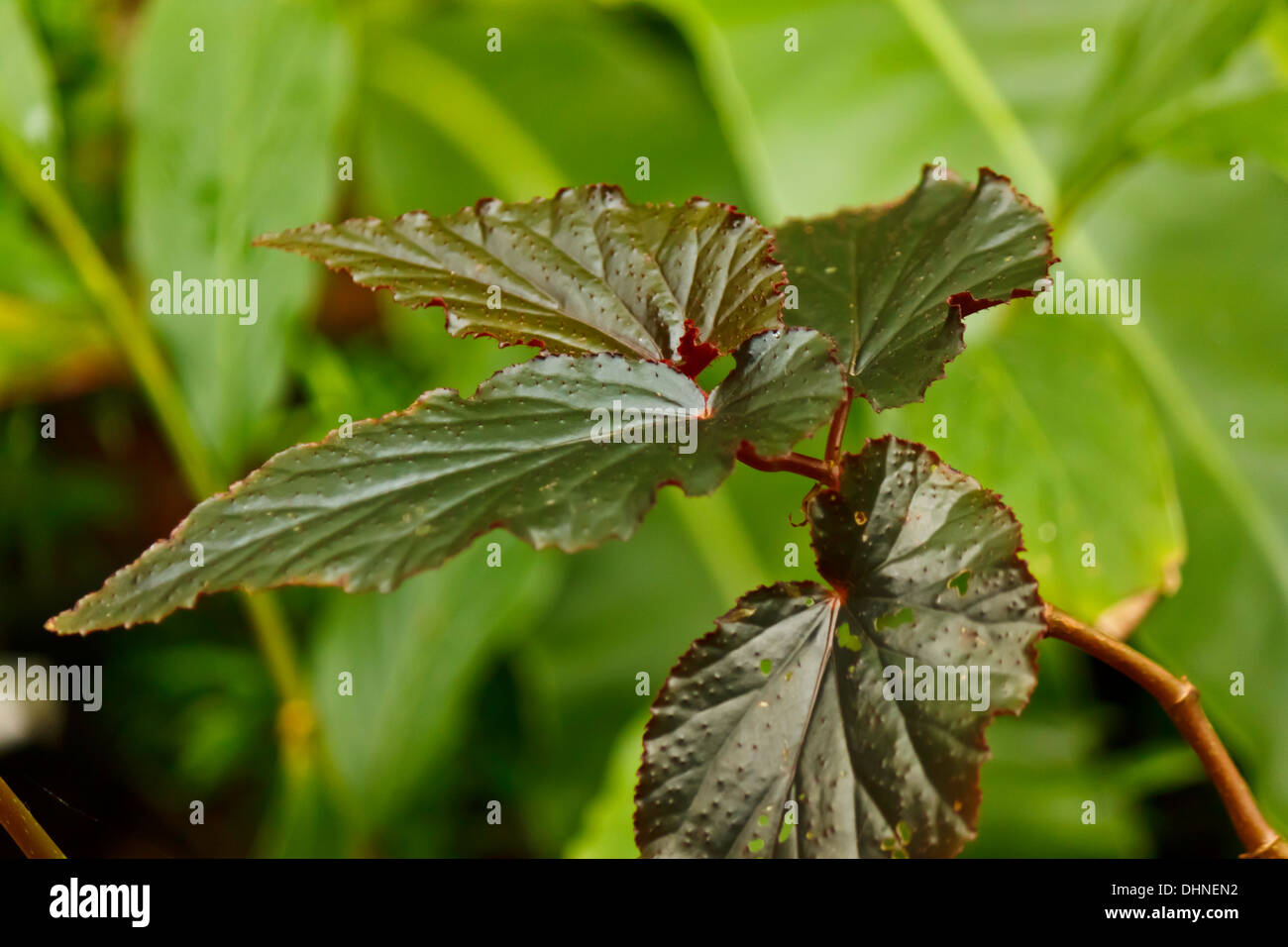 green leaf in the garden Stock Photo - Alamy