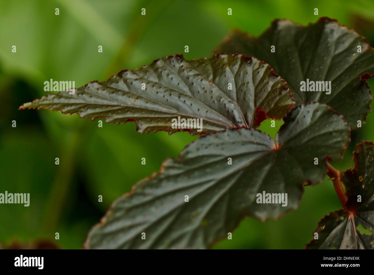 green leaf in the garden Stock Photo - Alamy