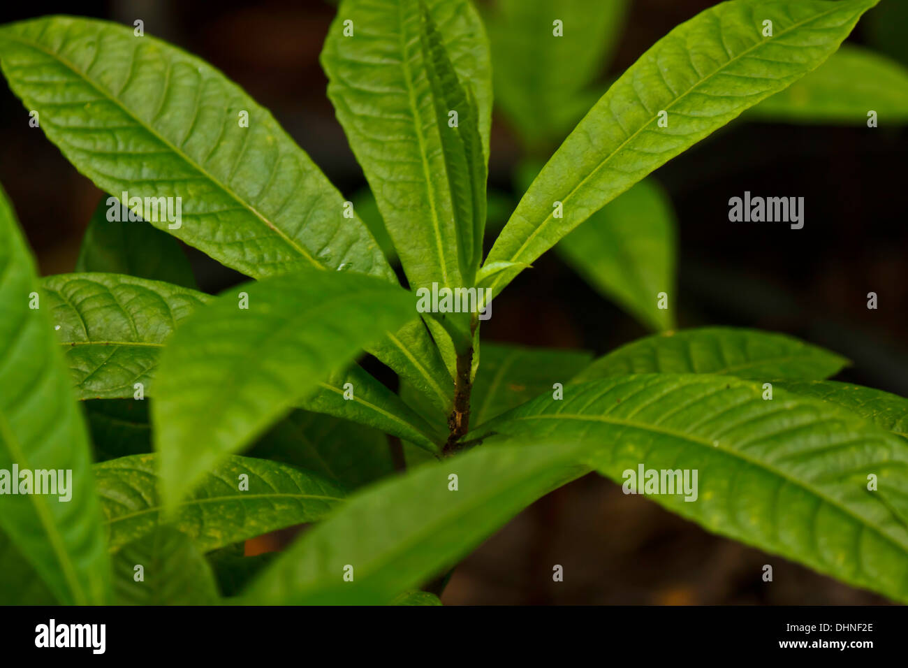 green leaf in the garden Stock Photo - Alamy