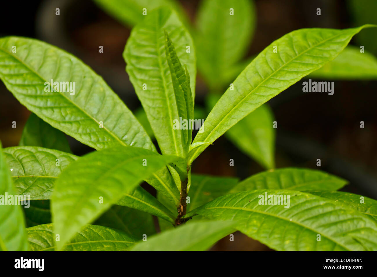 green leaf in the garden Stock Photo - Alamy
