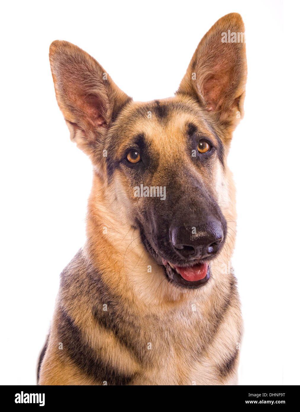 German Shepherd dog head shot isolated on white background Stock Photo