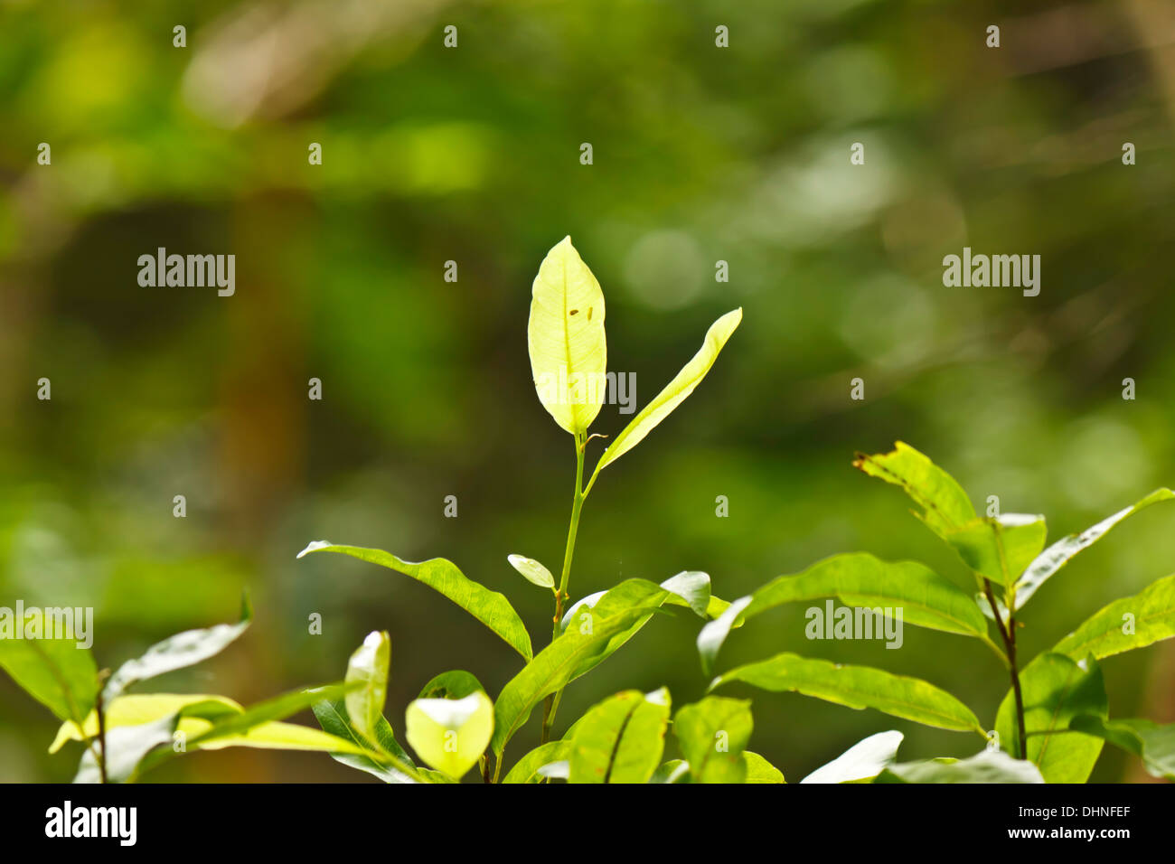 green leaf in the garden Stock Photo - Alamy