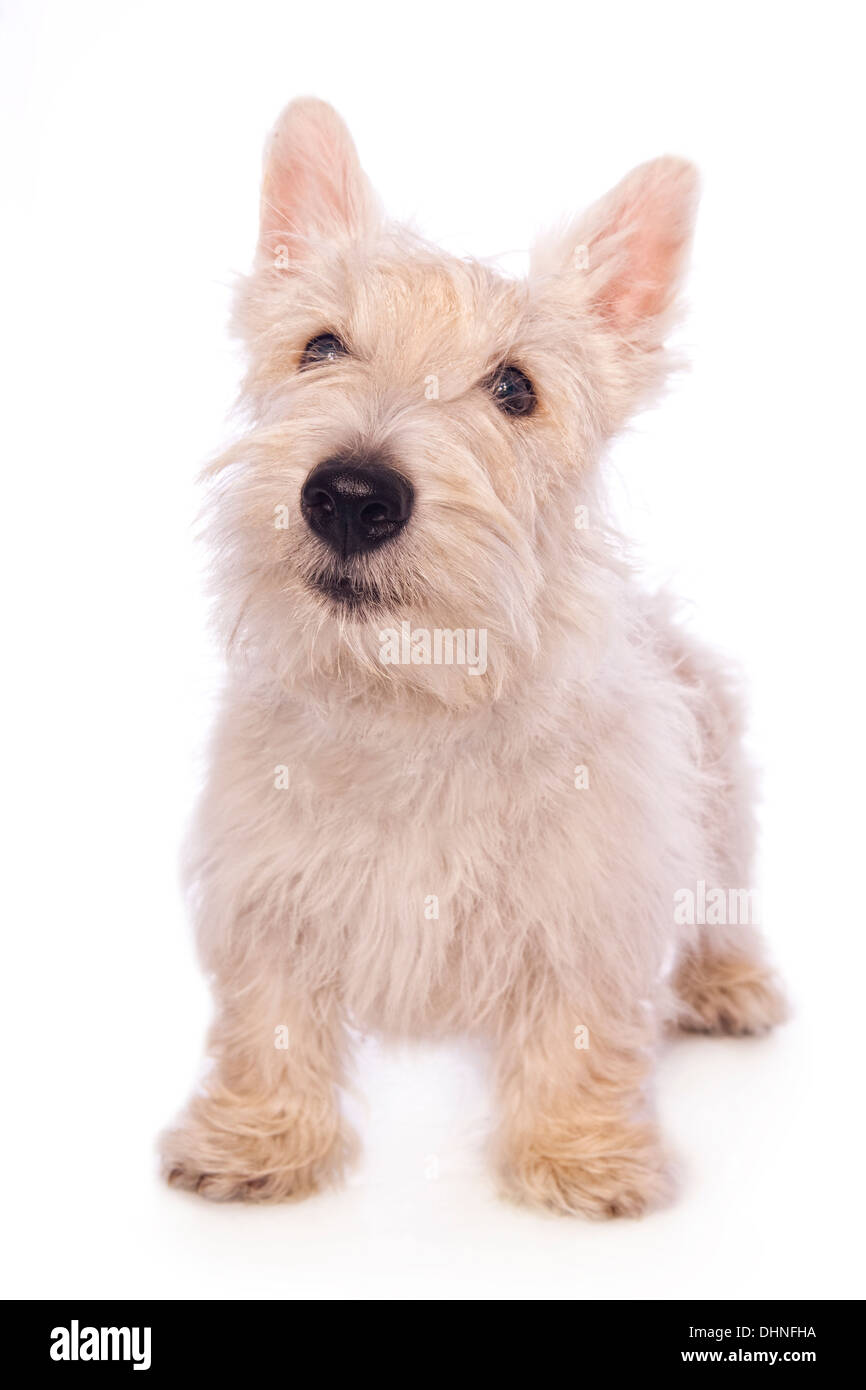 Wheaten Scottish Terrier dog standing isolated on white background Stock Photo