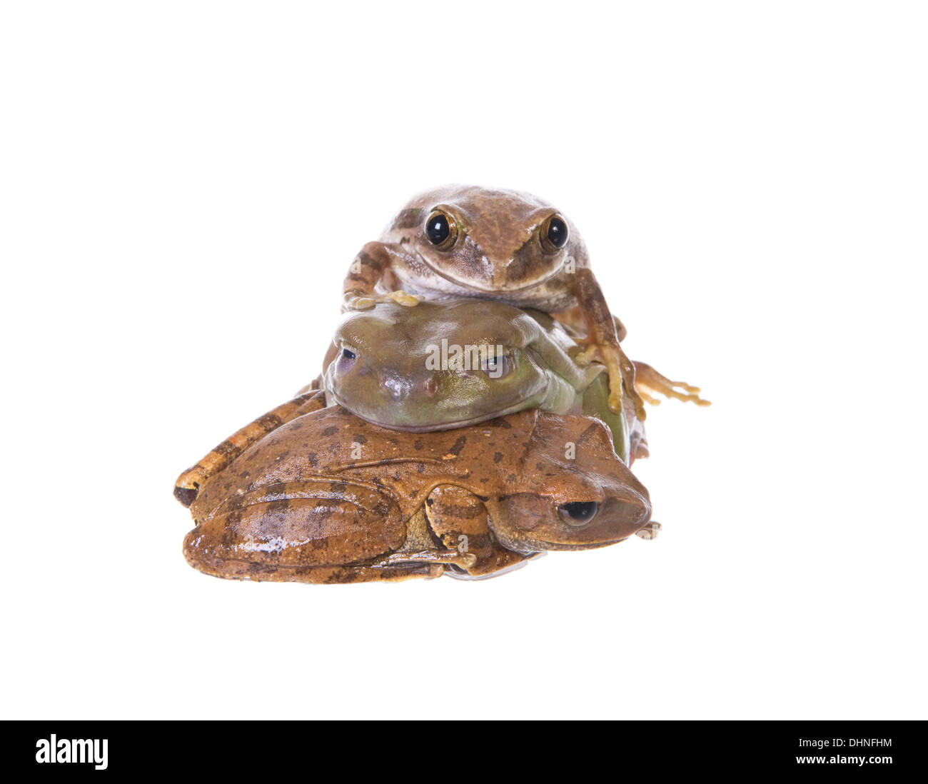 Three Tree frogs in a pile isolated on white background Stock Photo