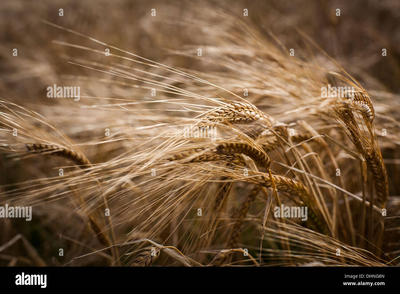 Malting barley at the point of harvest Stock Photo
